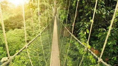 Exploring the World’s Oldest Rainforest